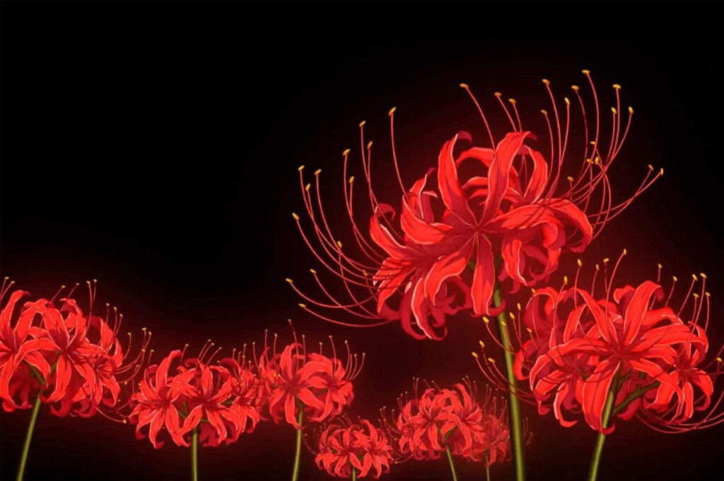 Vibrant Red Spider Lilies on Dark Background - Captivating Wallpaper