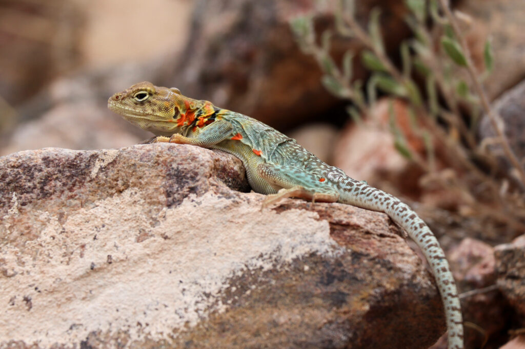 Red Spotted Eastern Collared Lizard on Sunlit Rock Wallpaper