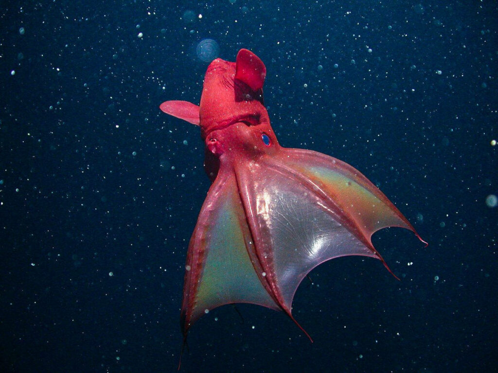 Vibrant Red Squid Wallpaper: Surreal Underwater Scene