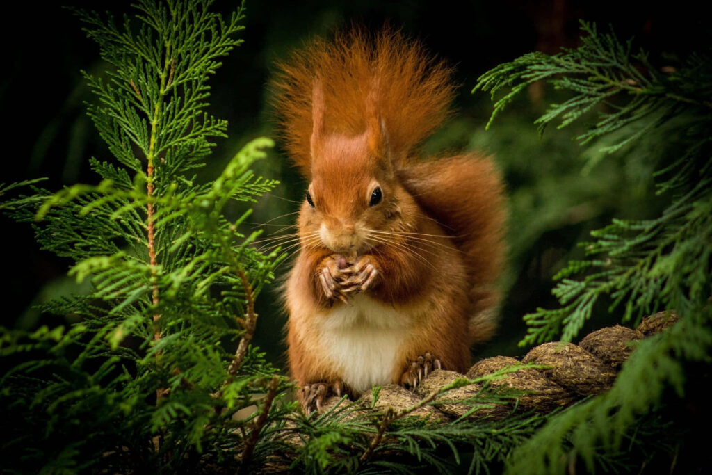 Vibrant Red Squirrel Wallpaper: Serene Nature Background