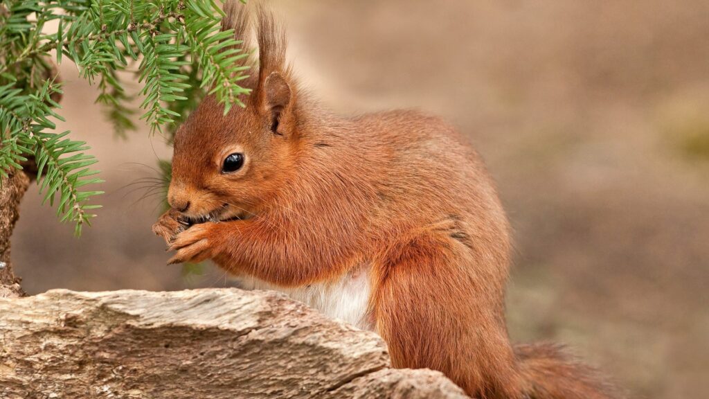 Vibrant Red Squirrel on Branch with Lush Pine Needles Background Wallpaper
