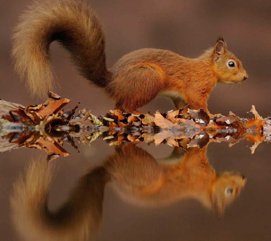 Stunning Red Squirrel Wallpaper Surrounded by Autumn Leaves