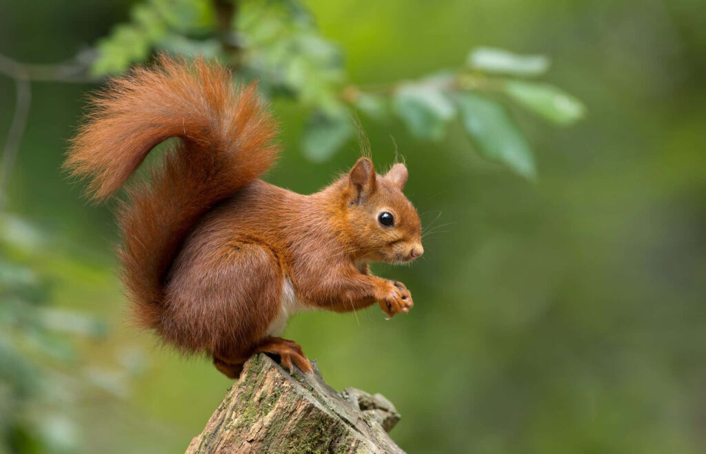 Vibrant Red Squirrel on Branch in Lush Green Forest Background Wallpaper