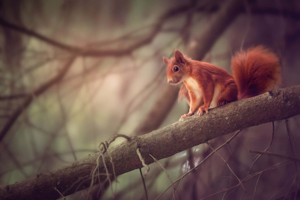 Vibrant Red Squirrel Wallpaper: Serene Nature Background Image