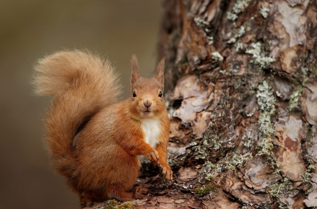Vibrant Red Squirrel on Tree Bark: Cozy Nature Wallpaper