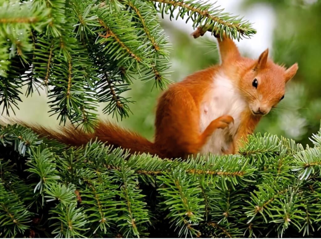 Alert Red Squirrel on Green Pine Tree - Winter Wallpaper Background