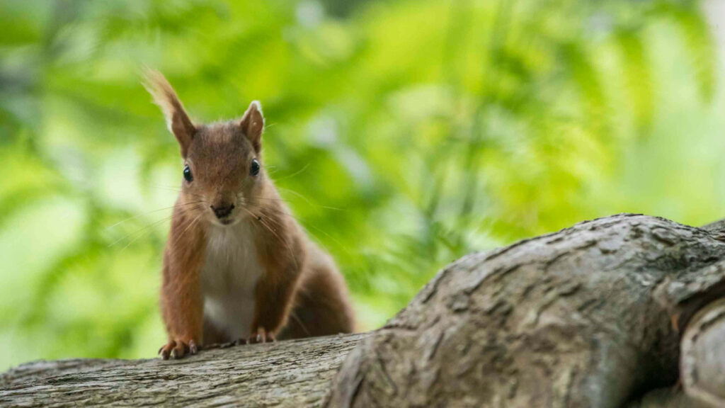 Vibrant Red Squirrel on Tree Branch - Peaceful Nature Wallpaper