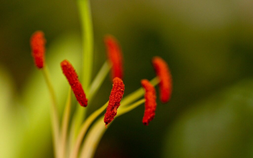 Vibrant Red Stamens on Blurred Green Background - Serene Wallpaper