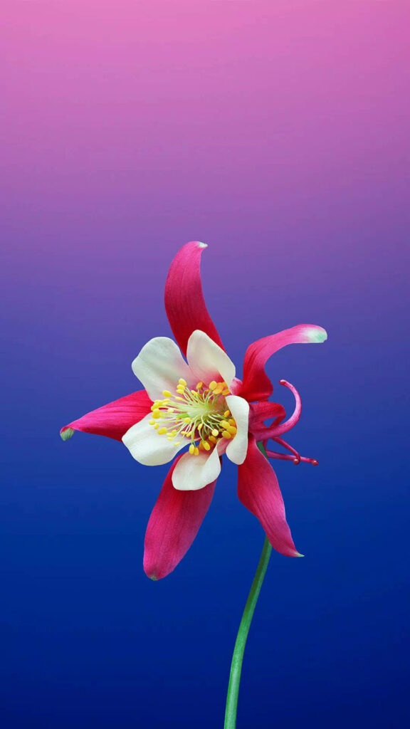 Vibrant Red Star-Like Flower Wallpaper on Blue to Pink Gradient