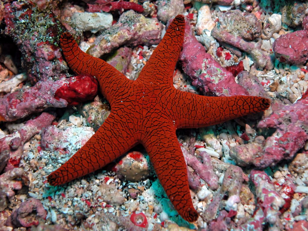 Close-up vibrant red starfish with intricate patterns on coral and rock textured marine wallpaper background