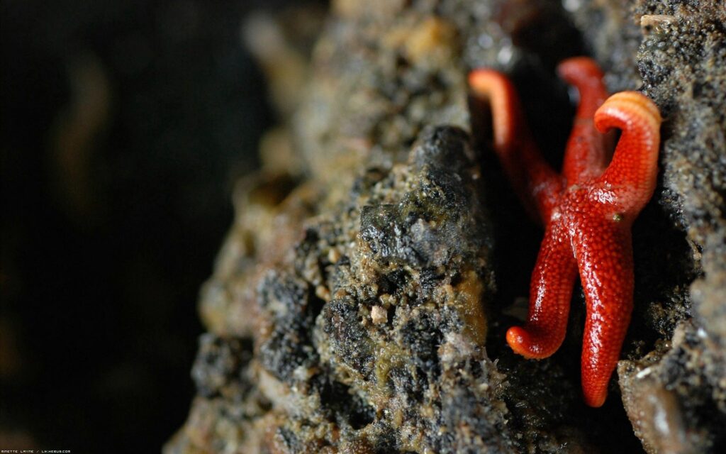 Vibrant Red Starfish on Rocky Surface - Intricate Texture Wallpaper