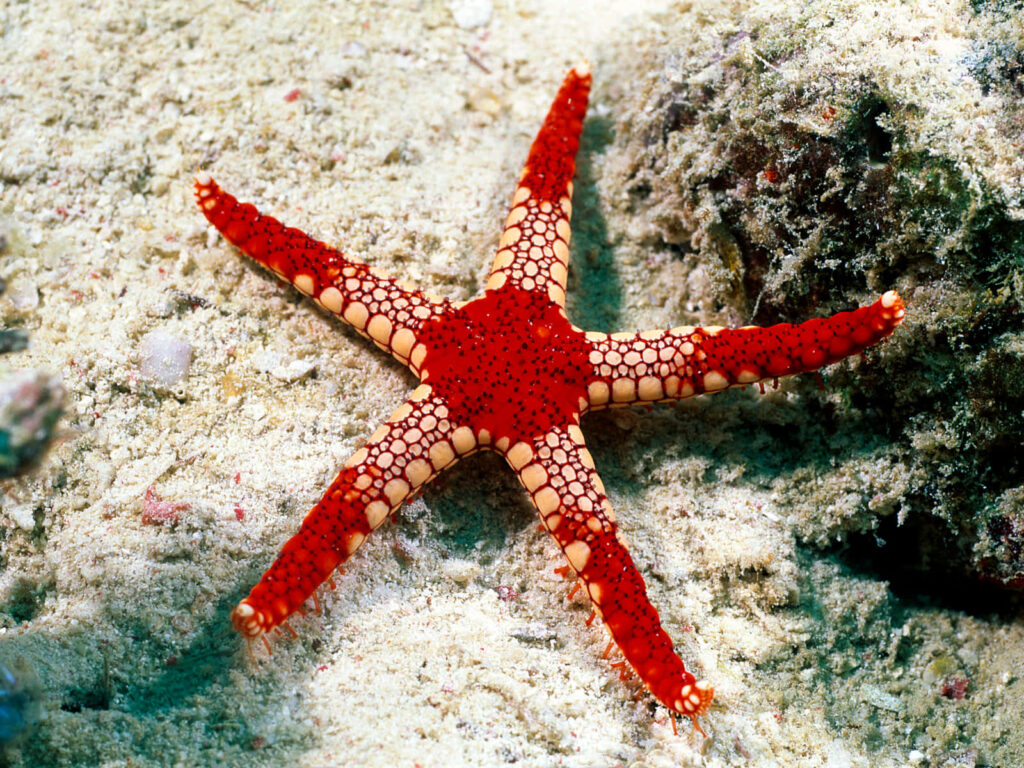Vibrant Red Starfish Wallpaper: Serene Ocean Floor Beauty