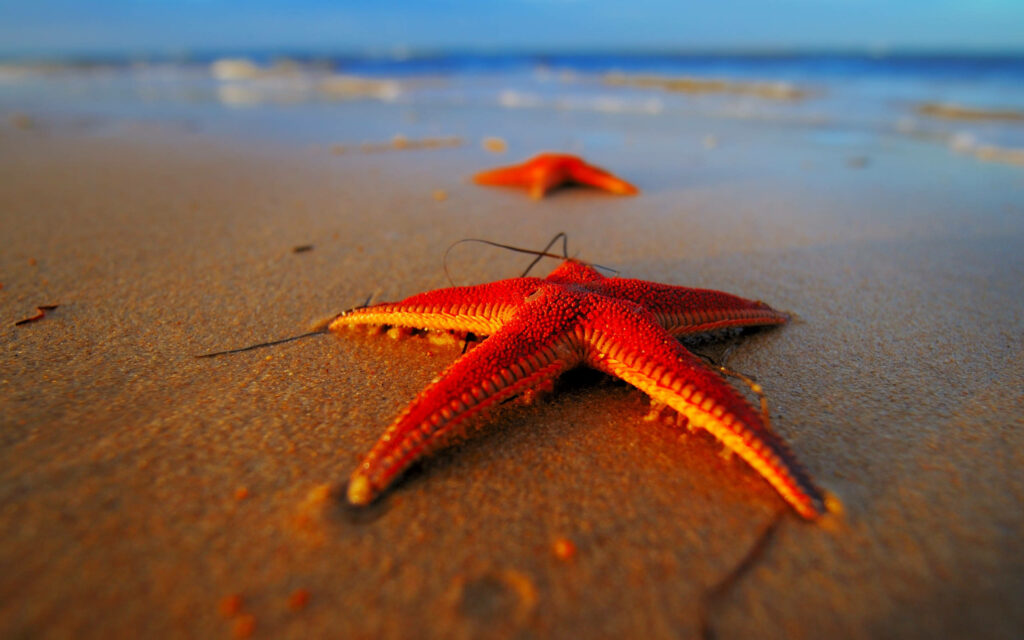 Vibrant Red Starfish Wallpaper on Sandy Seashore with Ocean Waves