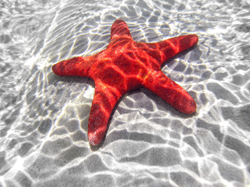 Vibrant Red Starfish on Sandy Seabed - Bright Wallpaper Background