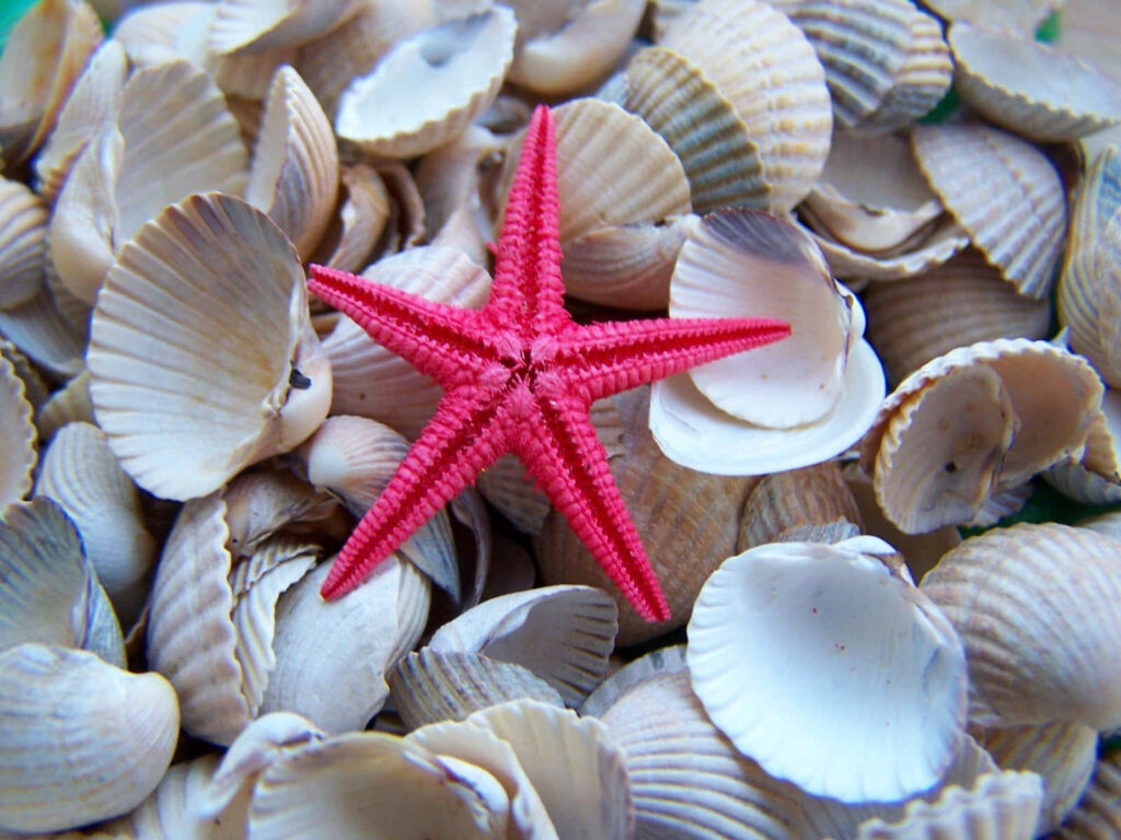 Vibrant Red Starfish on Seashells - Pristine Beach Wallpaper Background