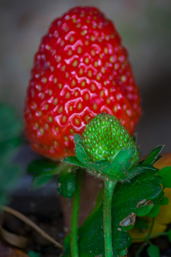 Vibrant Red Strawberry Macro - Soft Focus Natural Wallpaper