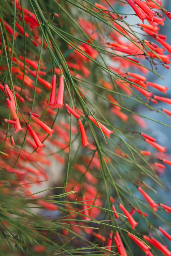 Vibrant Red Tubular Flowers on Slender Green Stems - Nature Wallpaper