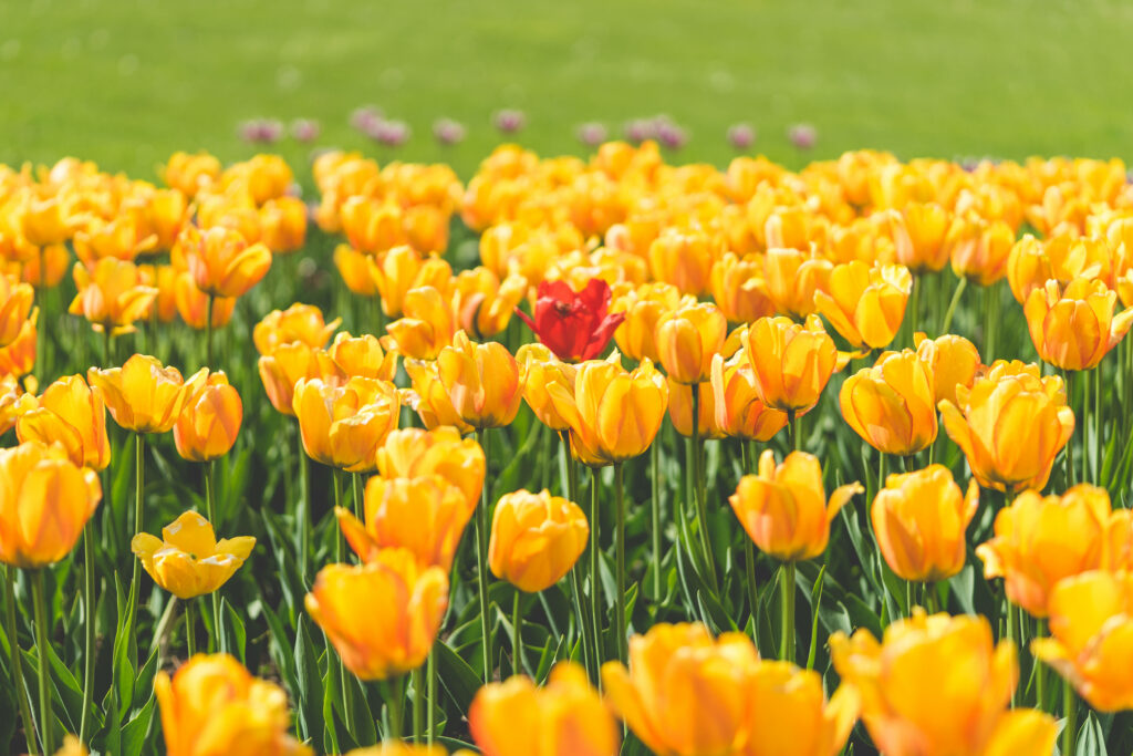 Striking Red Tulip Among Yellow Blooms - Vibrant Nature Wallpaper
