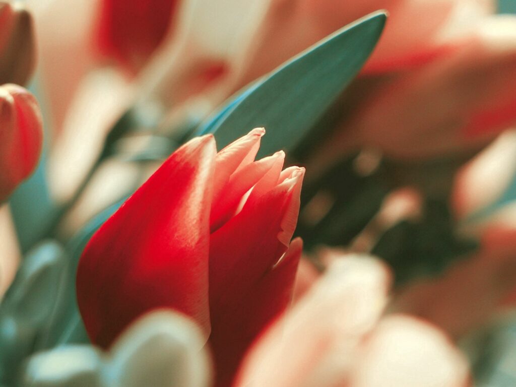 Vibrant Red Tulip Bud in Soft Focus - Stunning Wallpaper Background