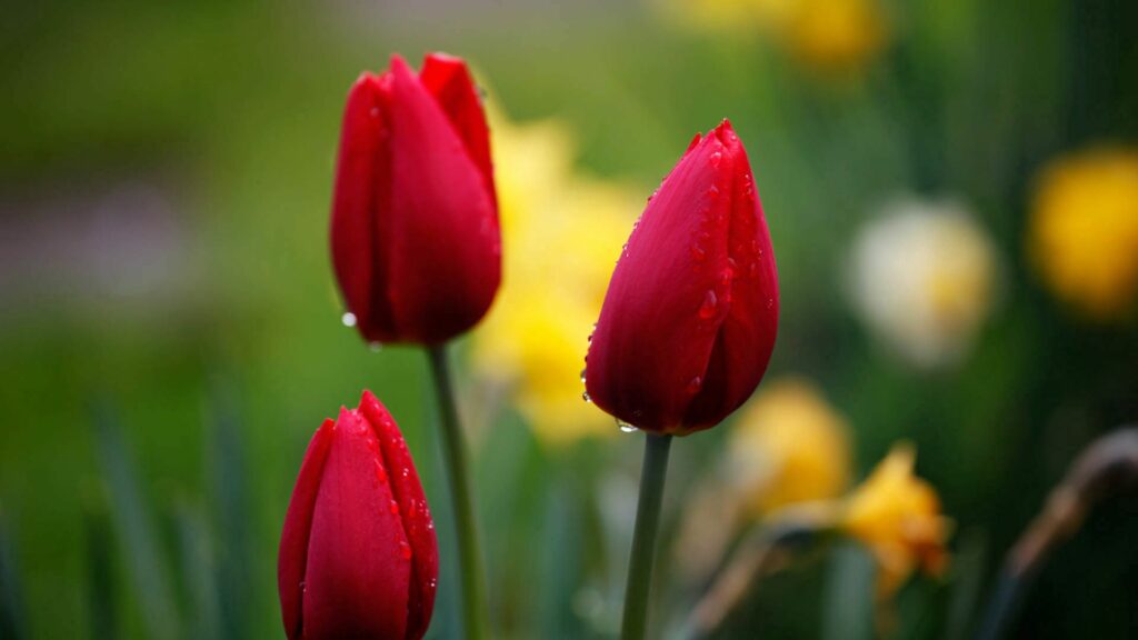 Vibrant Red Tulip Buds with Water Droplets - Springtime Wallpaper
