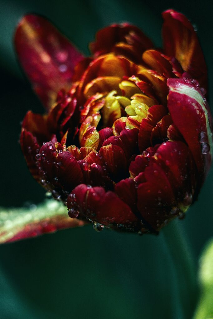 Vibrant Red Tulip Close-Up with Water Droplets - Stunning Wallpaper