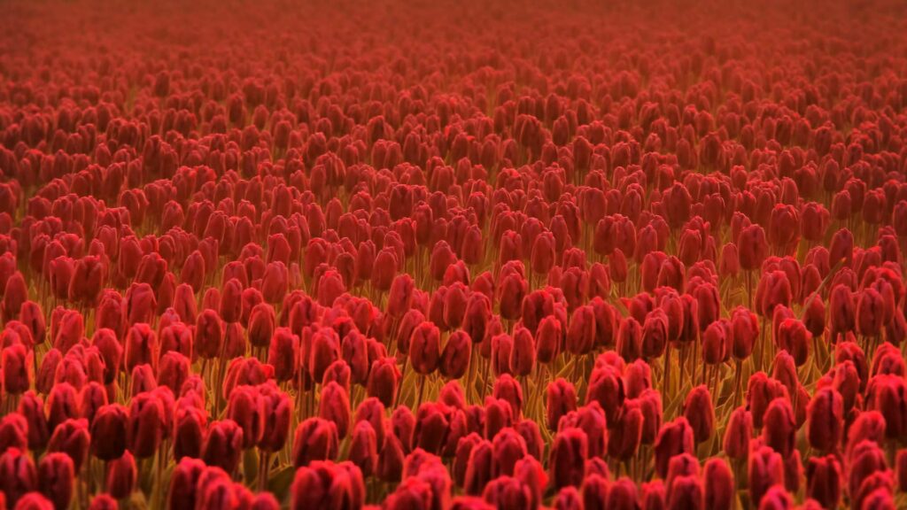Vibrant Red Tulip Field Wallpaper: Nature's Colorful Background