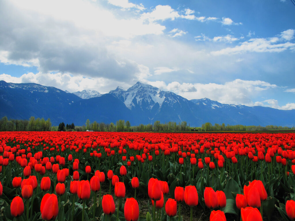 Vibrant red tulip field with snow-capped mountains under blue sky scenic floral landscape wallpaper