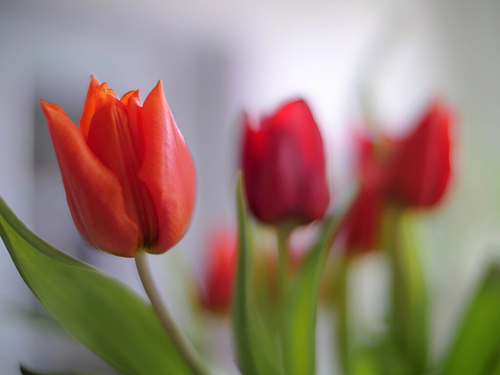 Vibrant Macro Red Tulips Wallpaper: Delicate Petals & Lush Green Leaves