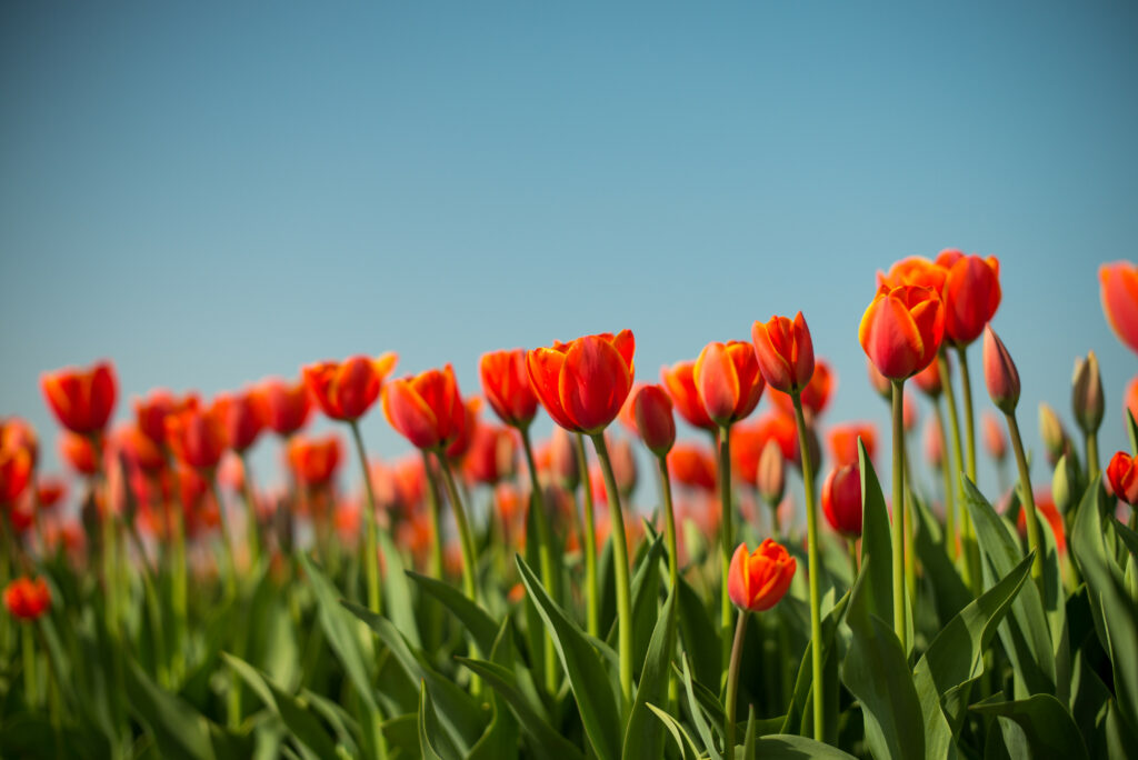 Vibrant Red Tulips Wallpaper Against Clear Blue Sky - Spring Background