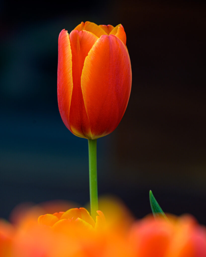 Vibrant Red Tulip with Delicate Petals Against Blurred Background Wallpaper