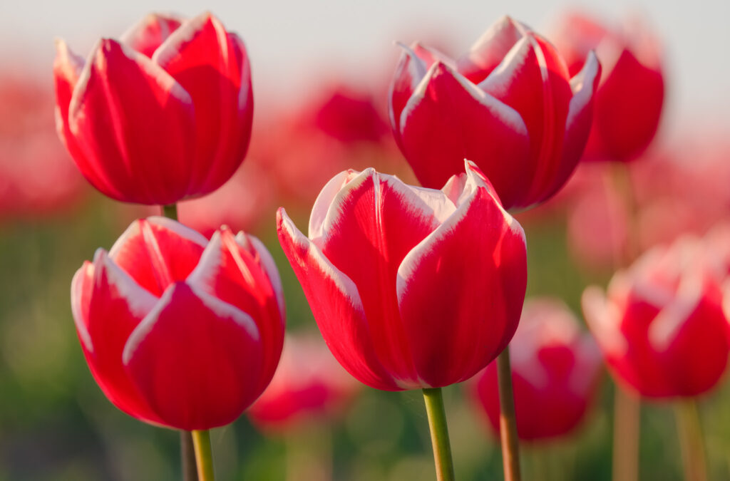 Vibrant Red Tulips Close-Up: Elegant Floral Wallpaper Background