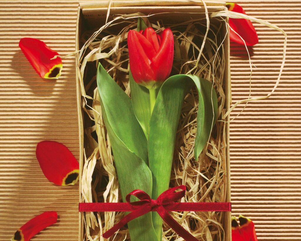 Elegant Red Tulip in Gift Box: Floral Wallpaper Design