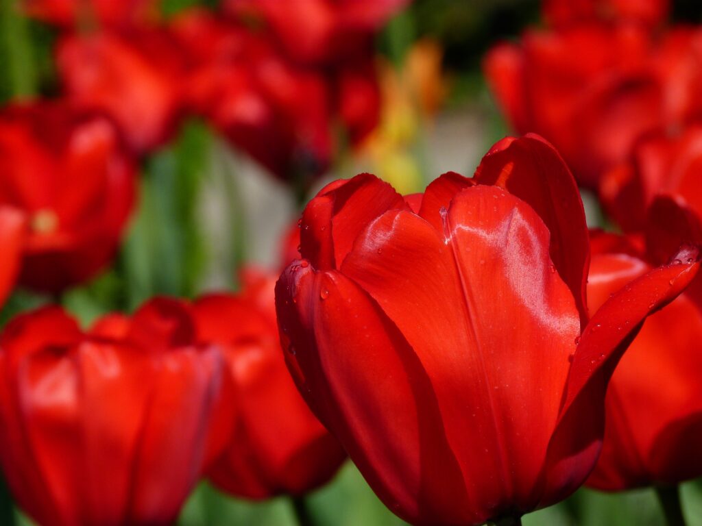 Stunning Red Tulip Wallpaper with Blurred Background