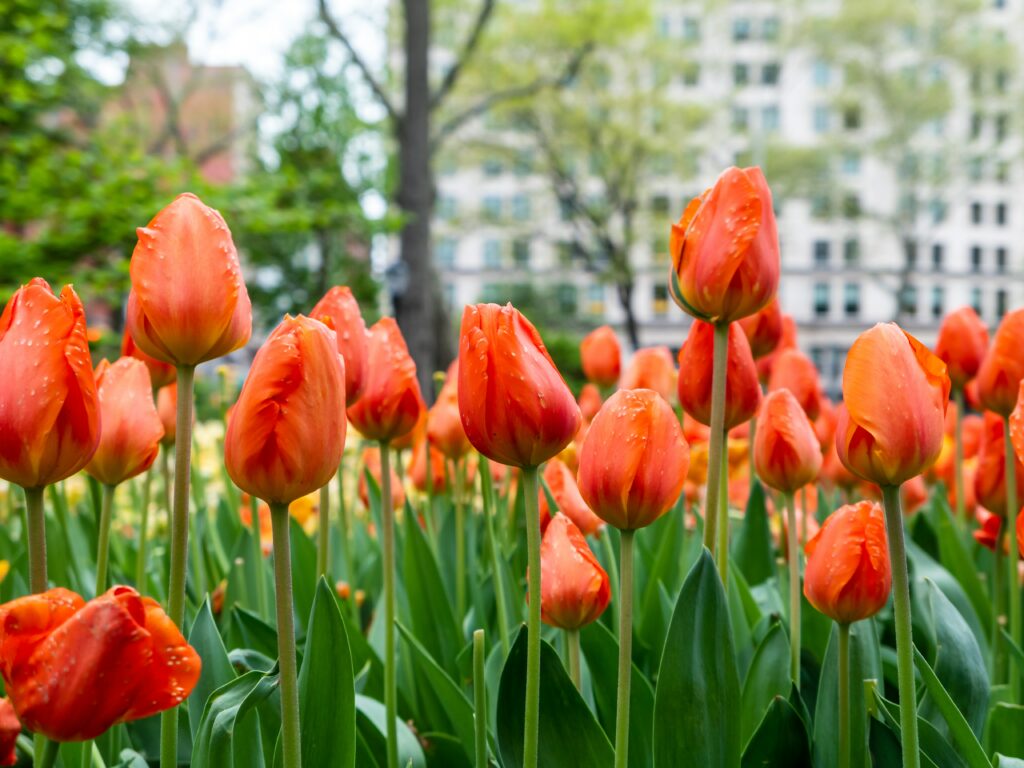 Vibrant Red Tulip Field with Green Leaves in Urban Spring Scene Wallpaper