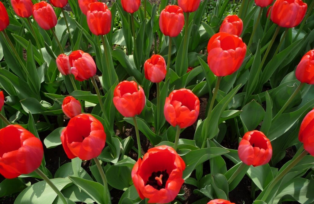 Vibrant Red Tulips in Bloom – Lush Spring Wallpaper Background