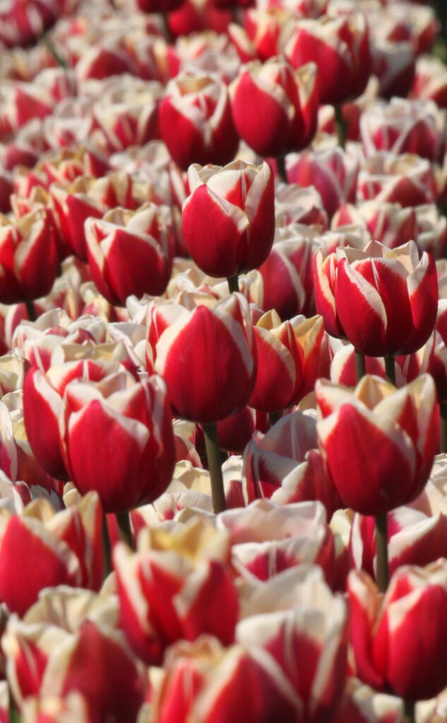 Vibrant Red Tulip Wallpaper with White Tips - Stunning Floral Background