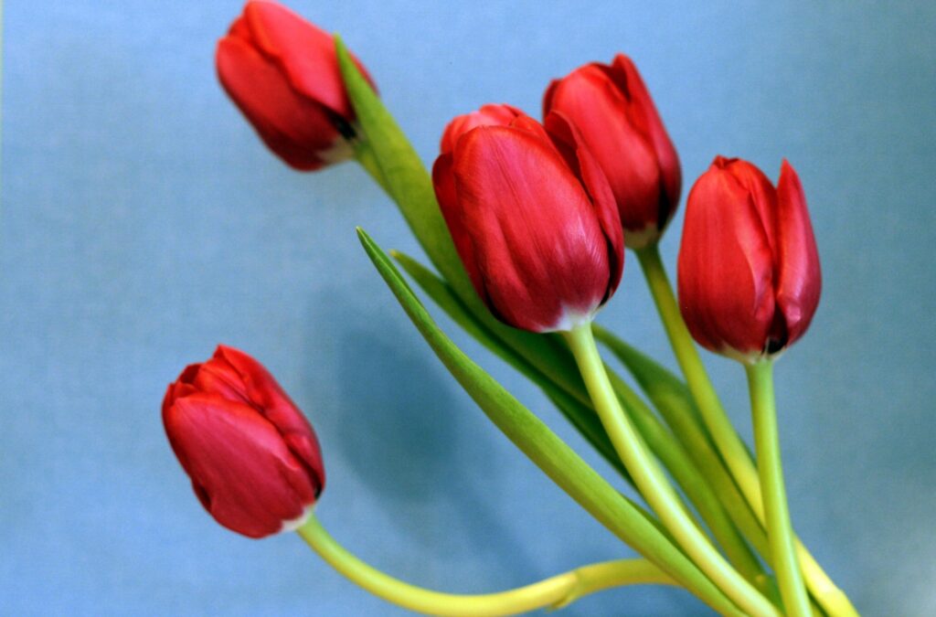 Vibrant Red Tulip Wallpaper on Soft Blue Background - Spring Serenity