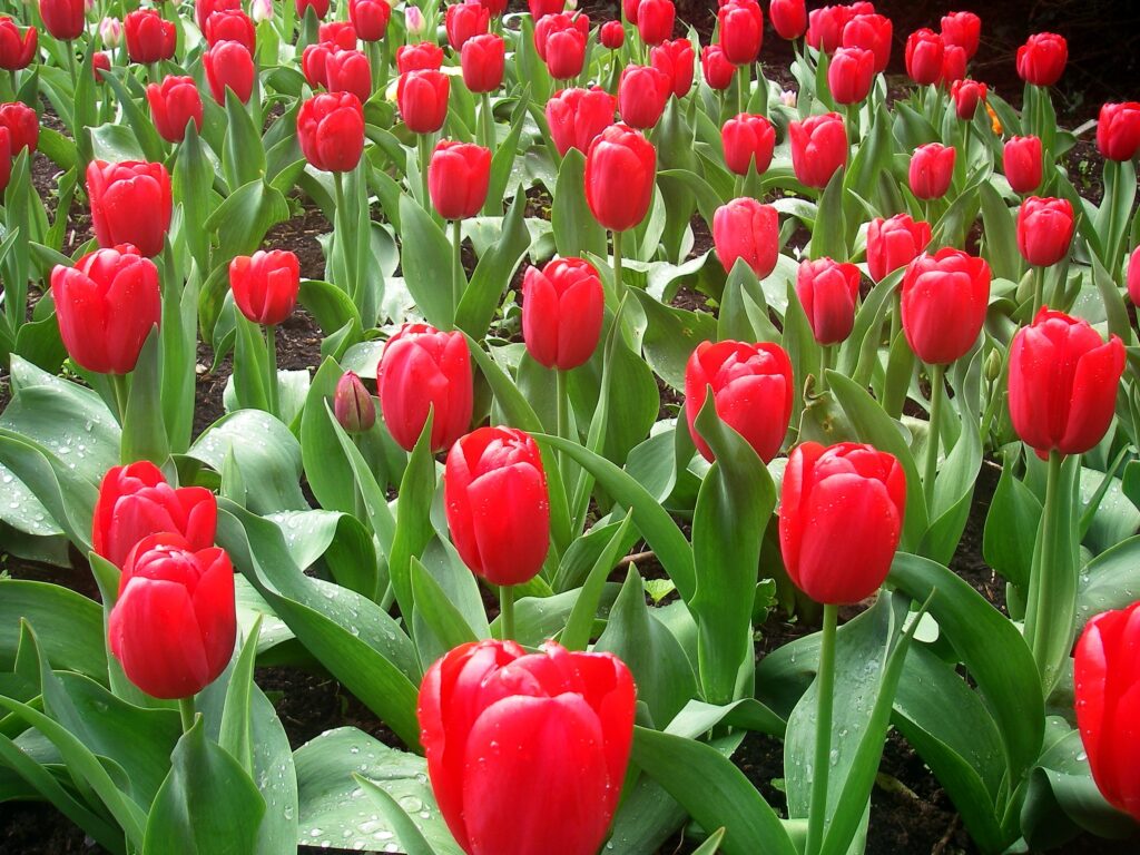 Vibrant Spring Wallpaper: Lush Red Tulip Flowerbed with Dew Drops