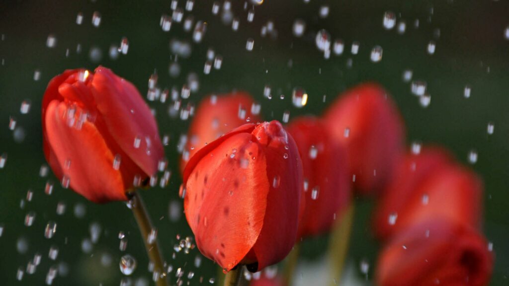 Fresh Red Tulip Wallpaper: Vibrant Floral Background with Water Droplets