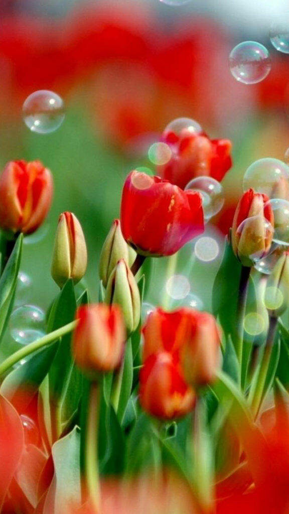 Stunning Red Tulips Wallpaper with Soft Green Bokeh Background