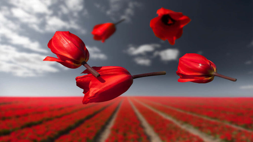 Vibrant Red Tulips Floating Over a Blooming Floral Sky Background Wallpaper