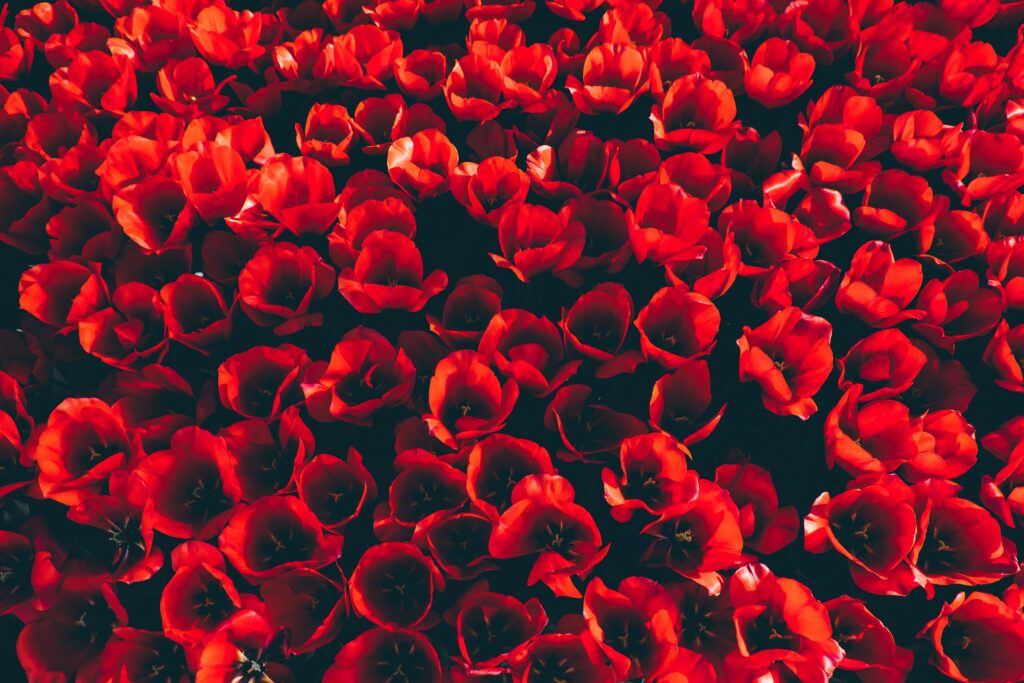 Vibrant Red Tulip Wallpaper: Lush Floral Background in Full Bloom