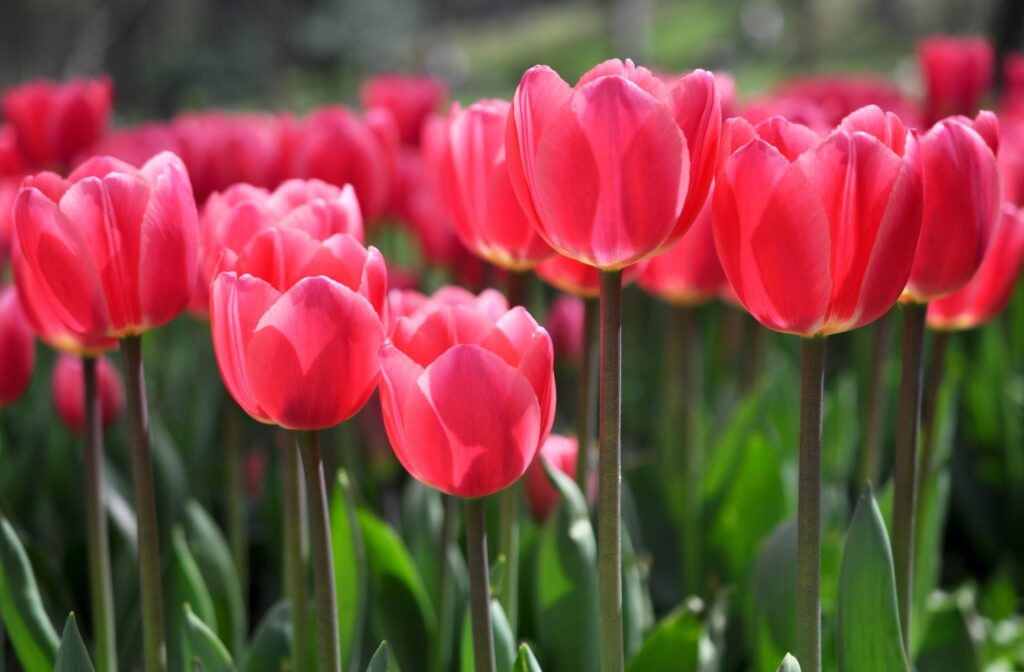 Vibrant 3200x2100 Red Tulips Wallpaper with Soft Background Blur