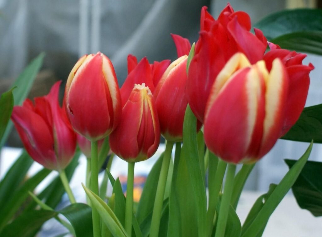 Vibrant Red Tulips with Yellow Accents - Spring Background Image Wallpaper