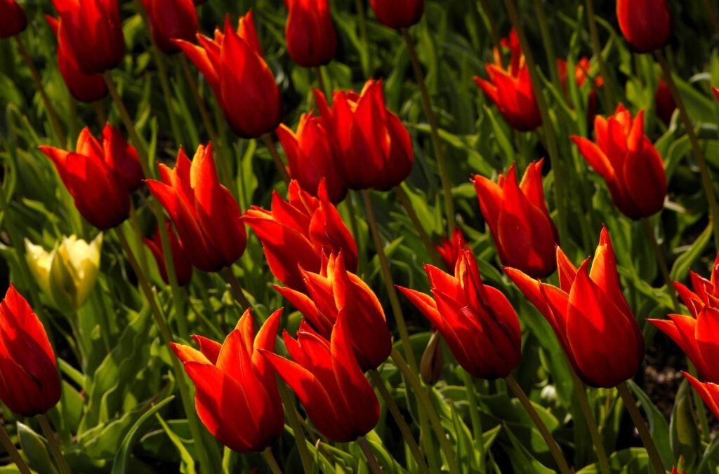 Elegant Red Tulips Wallpaper: Vibrant Floral Background in Bloom