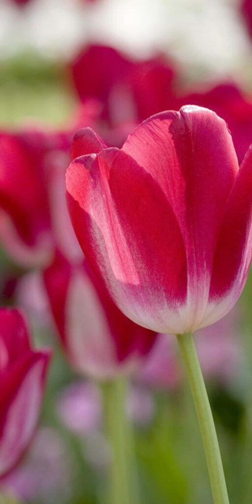 Red Tulips Close-Up with Soft Greenery | Elegant Floral Wallpaper