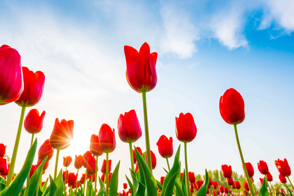 Vibrant Red Tulips Against Blue Sky - Springtime Wallpaper