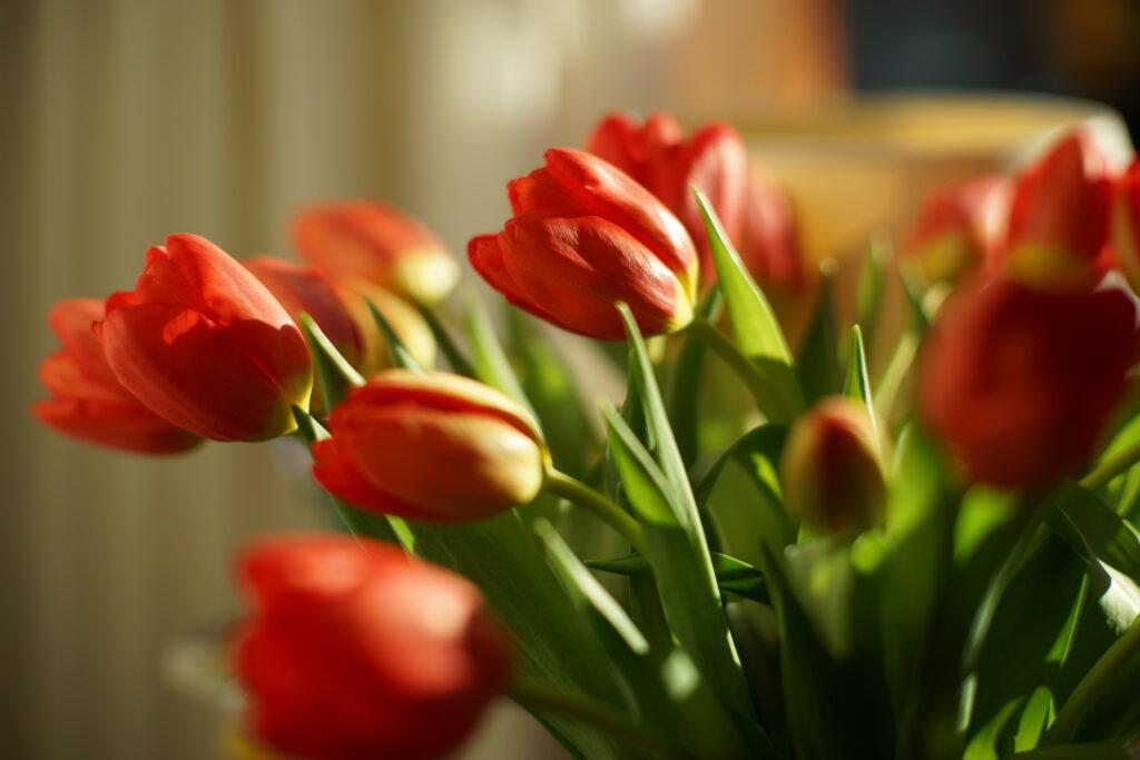 Lively Red Tulip Wallpaper - Fresh Spring Blooms in Sunlight
