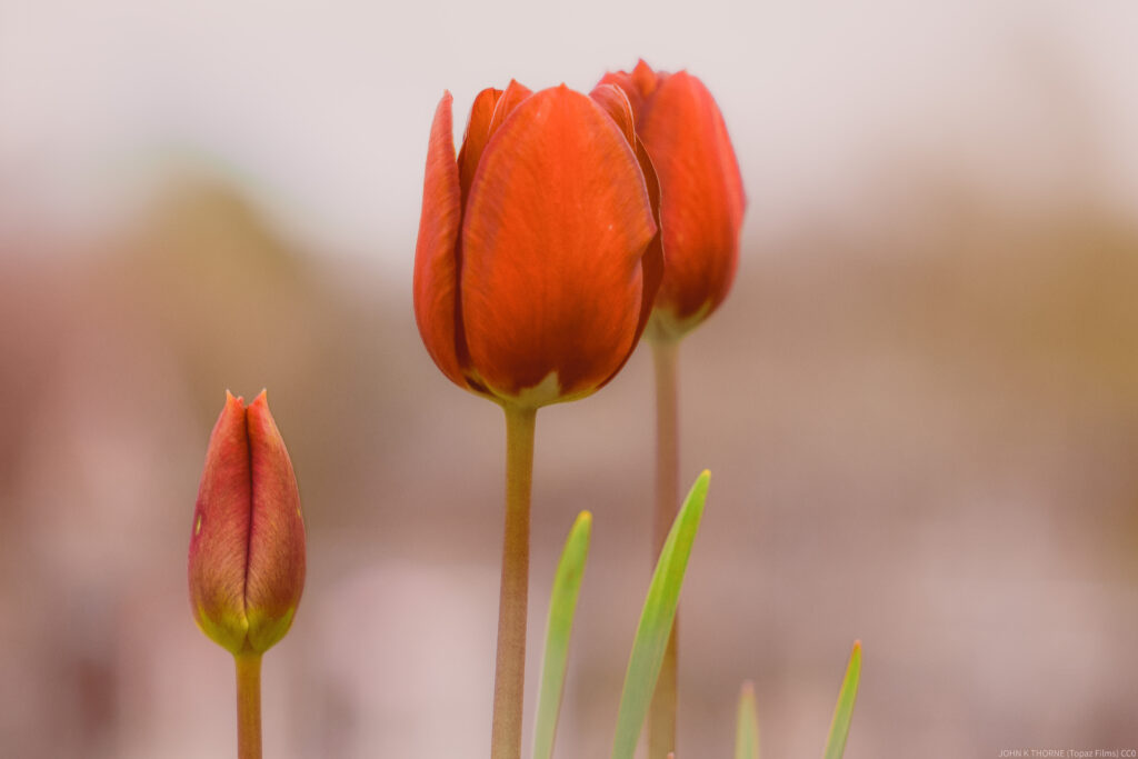Vibrant Red Tulips in Bloom: Spring Flowers with Soft Background Wallpaper
