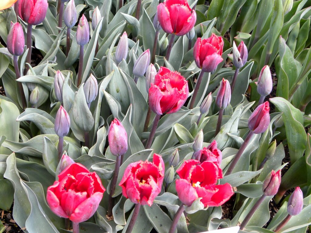 Vibrant Red Tulips and Green Leaves: Stunning Springtime Wallpaper